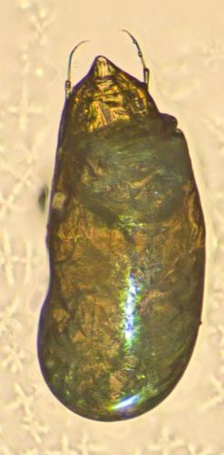 Cephennium atomarium